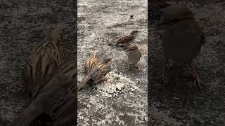 Download lagu Burung pipit memberi makan anak-anaknya #kicau #burungpipit #suaraburung mp3