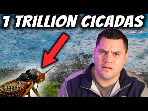 Cicadas Invade US | First Occurrence In 221 Years