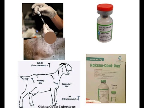 Sterile Diluent Vaccine, Grade: Animal Grade, Purity: 99%