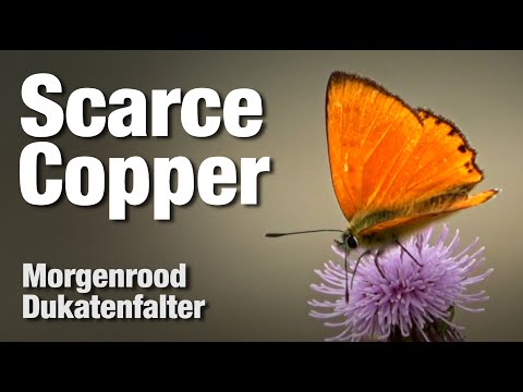 Scarce Copper butterfly, Morgenrood vlinder, Dukatenfalter Schmetterling (Lycaena virgaureae)