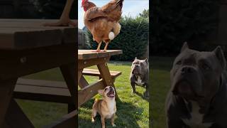Chihuahua Got an Egg... Pitbull Got Something Else! 🤣 #pitbull #pitbull #shorts