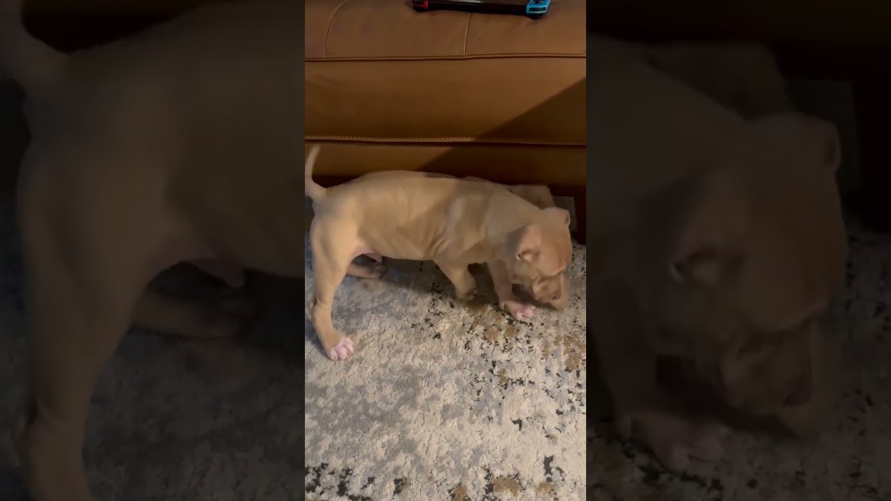 Enlarge Memphis , a Adoptable mixed breed in West Greenwich , RI video 1/6