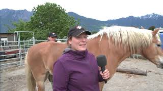 Videobeitrag zur SFRV HorseChallenge Werdenberg 2018