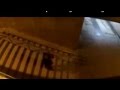 прикол!собака-паук 