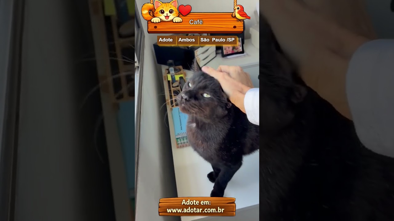 Gato raça SRD-ViraLata idade 4 anos nome Café