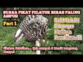 Suara Pikat Burung Pelatuk Beras Suara Pikat Pelatuk Sampit Paling Ampuh