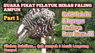 Download lagu Suara Pikat Burung Pelatuk Beras, Suara Pikat Pelatuk Sampit Paling Ampuh mp3