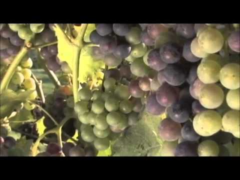 THE FOUNTAINS OF LAMNETH PART 4 - RUSH