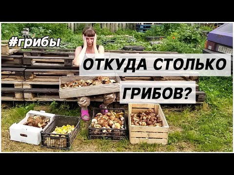 Вот это ГРИБАЛКА! Грибной БУМ! Белые /Колосовики / Боровики / Лисички ч4. ФИНАЛ.