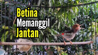 Download lagu PRENJAK KEPALA MERAH BETINA Gacor istimewa suara jernih Memanggil jantan cocok buat Masteran. mp3