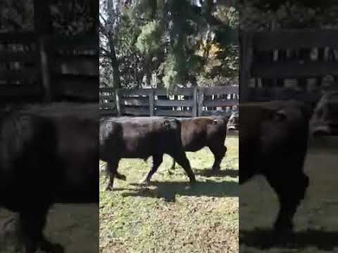 Lote 120 Vaquillonas Vacas Preñadas HEREFORD 340kg -  en Treinta y Tres