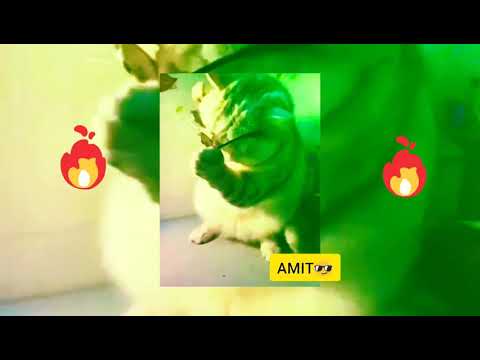 Watch a high rated Cat😎😎😎