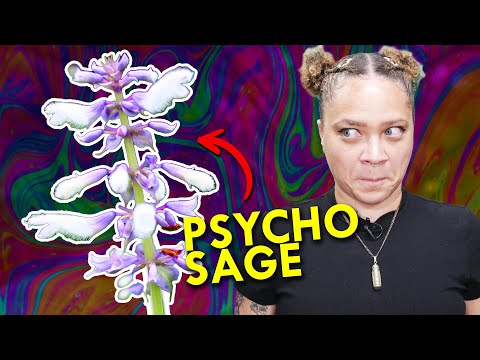 Salvia: The Science Behind The Psychedelics