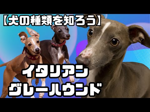 キャラバンハウンド Closeupfire.jpg