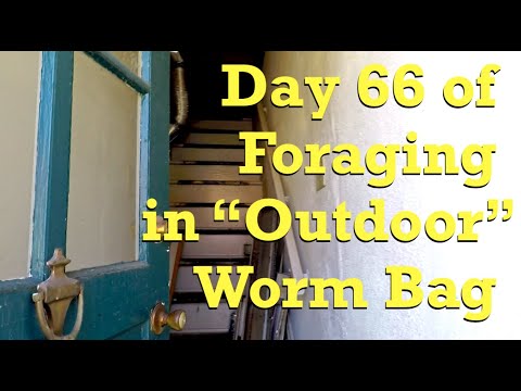 "Outdoor" worm bag on day 66 of foraging (indoors for 6 weeks now) - vermicompost