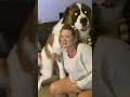 Saint Bernard S Hilarious Humping Moment You Won T Believe Shorts Dogshorts Funnydogvideo