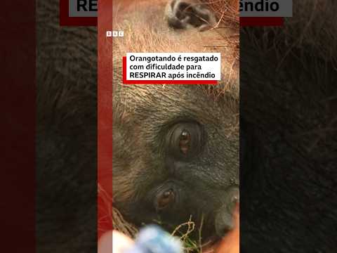 Orangotango é resgatado com dificuldades para respirar após incêndio