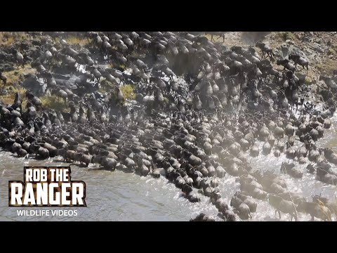 Congested Mara River Crossing - Great Migration | Maasai Mara Safari | Zebra Plains