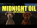 MIDNIGHT OIL BEDS ARE BURNING MEDS AREN T WORKING THE UNDERDOGS SHOW