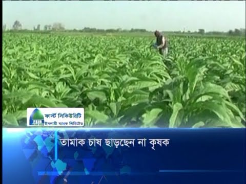 তামাক চাষ ছাড়ছেন না কৃষক