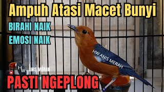 Download lagu Sekali dengar pasti ngeplong ‼️Pancingan anis merah agar bunyi emosi || anis merah gacor isian mp3