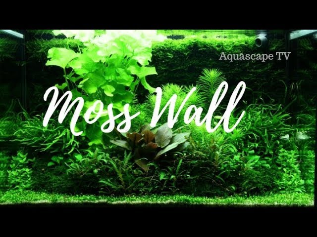 Beautiful Moss Wall Aquarium Planted Tank | Aquascape TV
