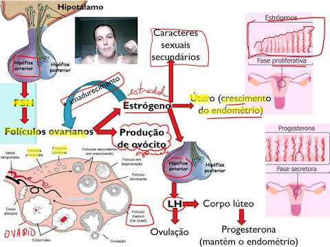 Sistema endócrino - parte 02 (testículos e ovários)