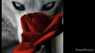 grupo bronco = mi maldito corazón