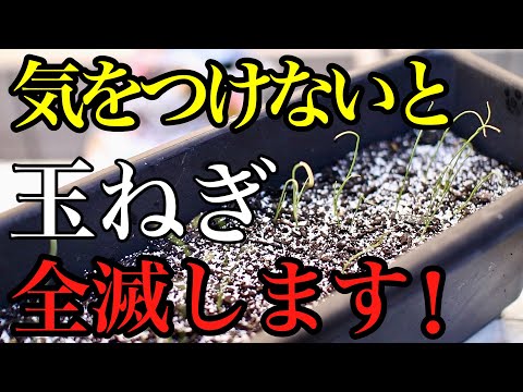 園芸 普通の玉ねぎ、泣いて善いことをする