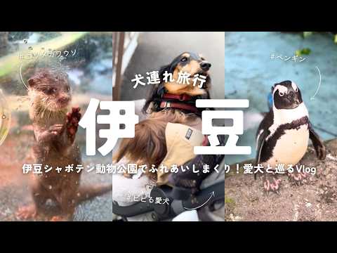YouTube動画を再生