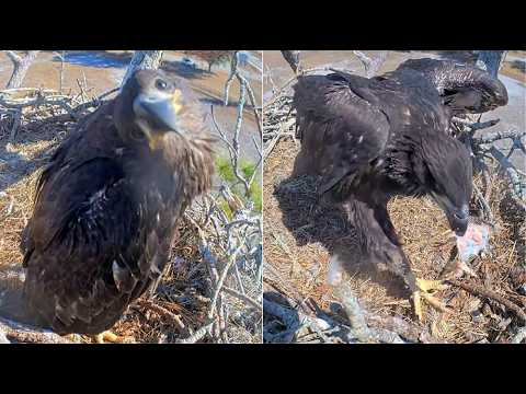 SWFL Eagles ~ E26 DISCOVERS THE CAM & SELFIES! 💖 Carries Fish Across Nest & SELF FEEDS! 😋 2.9.26