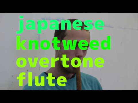 japanese knotweed overtone flute