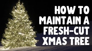 How To Maintain Your Fresh-Cut Christmas Tree 🎄