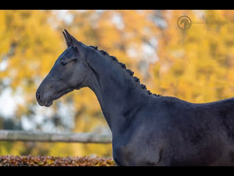 SOLD: Stallion 2021 (ET) - Total Maclaren x Rousseau
