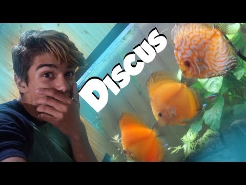 I got Discus for my 90 Gallon Aquarium!!!