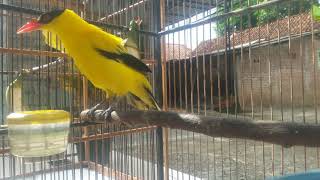 Download lagu pancingan kepodang agar mau teller(durasi pendek tapi sangat ampuh kalau video ini di dekatkan) mp3 Download lagu pancingan kepodang agar mau teller(durasi pendek tapi sangat ampuh kalau video ini di dekatkan) mp3