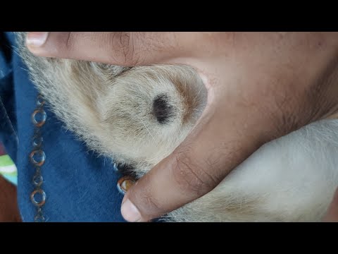 Is they feel guilty or the man (see the end)