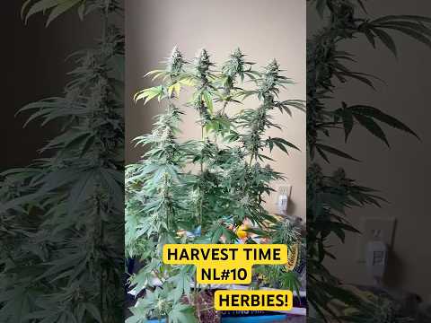 NL10 harvest time