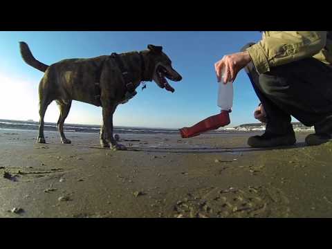 The Beach With Cushty.mov