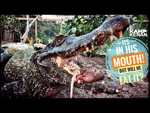 Will the Caiman Finally Eat?