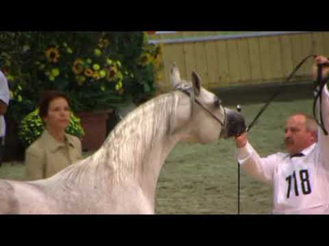 Memories of Aachen - All Nations Cup 2009 - Class 9 - Mares 11+
