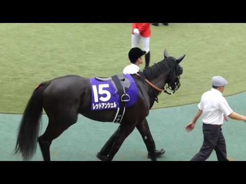 レッドアンシェル　in　 東京競馬場　at 2017.05.07. NHKマイルカップ（ＧⅠ）　＃２