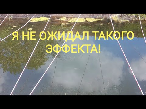 Белый амур с жадностью кушает сухую молотую пшеницу и ячмень!