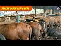 Sukses Ternak Sapi Dari 6 Ekor Sekarang Punya 200 Ekor Sapi