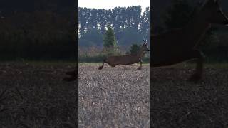 Abnormer Rehbock 🌾Jagd zur Blattzeit