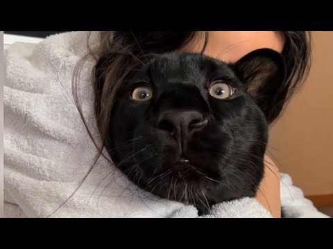 Gentle Luna the panther and grumpy Venza 😸(ENG SUB)