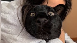 Gentle Luna the panther and grumpy Venza 😸(ENG SUB)