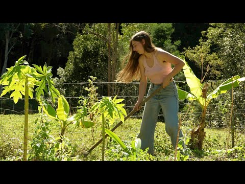 Off Grid Paradise: Permaculture Living in a Jungle Food Forest
