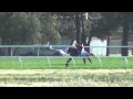Werribee October 1st 2014 Dandino