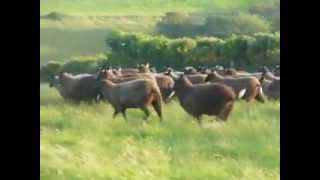 preview picture of video 'Dizzard Flock of Zwartbles Sheep June Lamb'